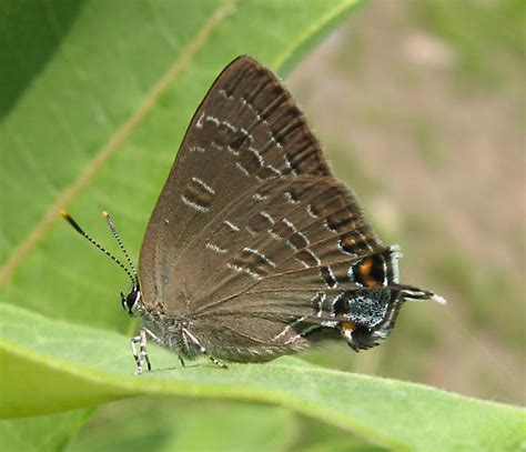 Hickory Hairstreak Satyrium Caryaevorus Bugguide Net