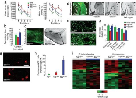 Bdnf Effects In App Transgenic Mice A Bdnf Gene Delivery Effect On