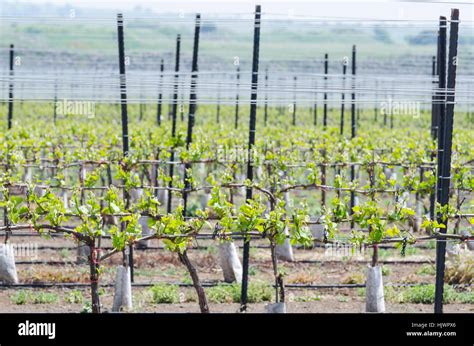 Landwirtschaft Landwirtschaft Wein Weinberg Weinbau Weinberg Rebe