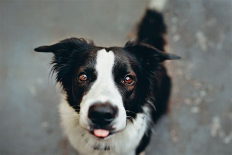 Shaved Border Collie Yes Or No? - Depend On Dogs