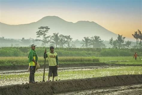 Warga Tani Di Madiun Kurang Paham Ipubers Dan Keluhkan Alokasi Pupuk