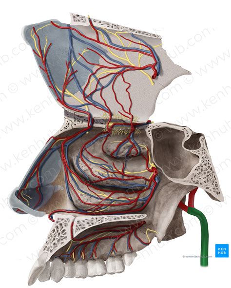 External carotid artery (#963) – Kenhub Image License Store