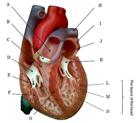 Solved Label The Following Structures A E B F C G H D Course Hero