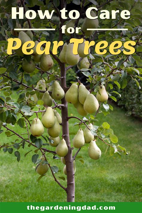 How To Grow Pear Trees In Simple Steps Planting Fruit Trees