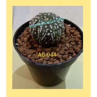 Jual Kaktus Astro Astrophytum Superkabuto Cantik Unik AB 044