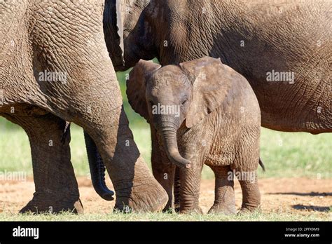 African Bush Elephants Loxodonta Africana Male Baby Elephant Among