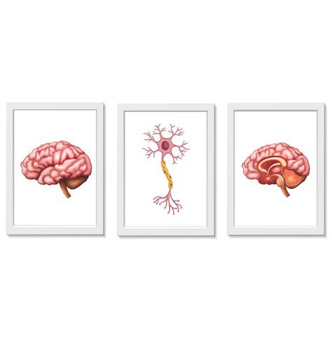 Kit Quadros Decorativos C Rebro Neur Nio Neurologia Elo