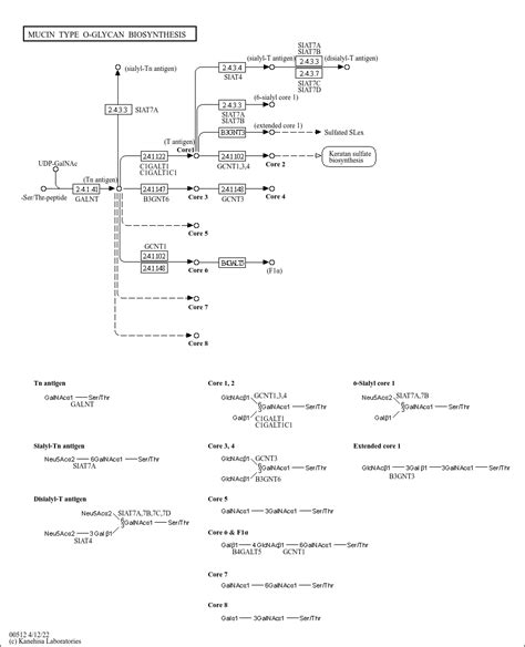 Kegg Pathway Mucin Type O Glycan Biosynthesis Reference Pathway