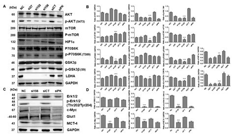 Ijms Free Full Text Knockdown Of Pyruvate Kinase M2 Inhibits Cell