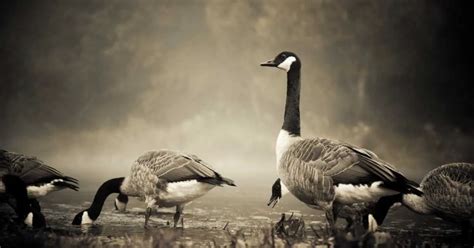 Giant Canada Goose Behavior - AnimalBehaviorCorner