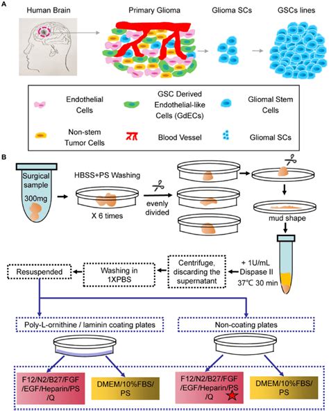 Schematic And Flowchart Describing How Human Glioma Stem Cell Hgsc