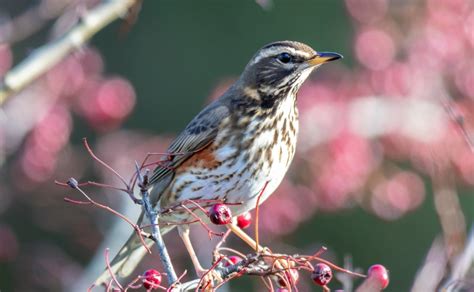 Redwing Facts: Identification, Diet, Migration Info etc. - Binocular Base