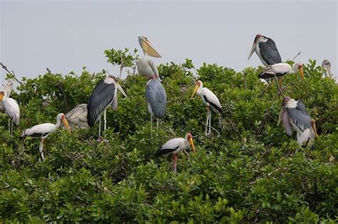 A Botswana Birding Safari The Kanana Heronry One Of The Most