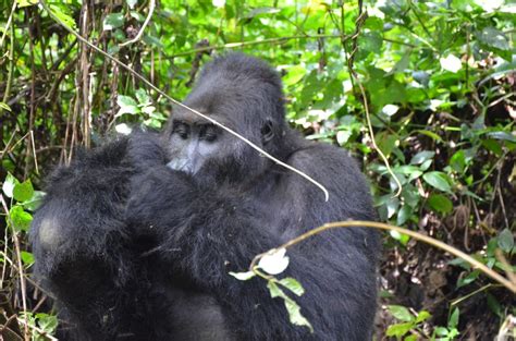 How To See Gorillas In Congo Eco Adventure Safaris