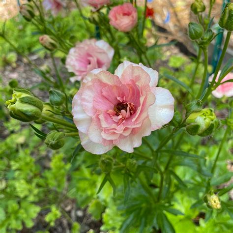 Potted Butterfly Ranunculus