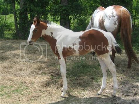 Difference Between Paint Overo And Tobiano - General Horse Talk ...