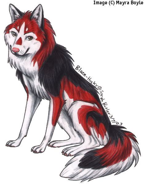 Red Wolf Drawing at GetDrawings | Free download