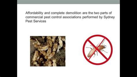 Best Termite Treatment Company Youtube