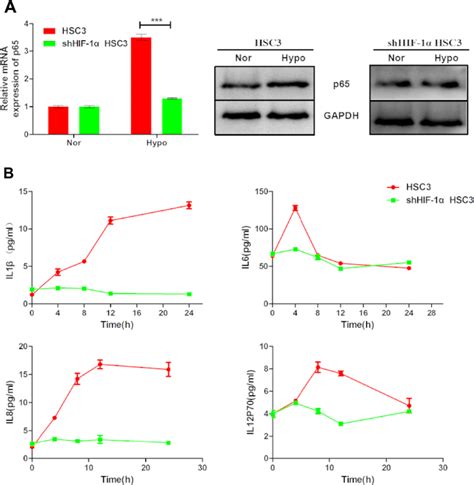 Hypoxia Upregulates P65 And Pro Inflammatory Cytokine Expression Via