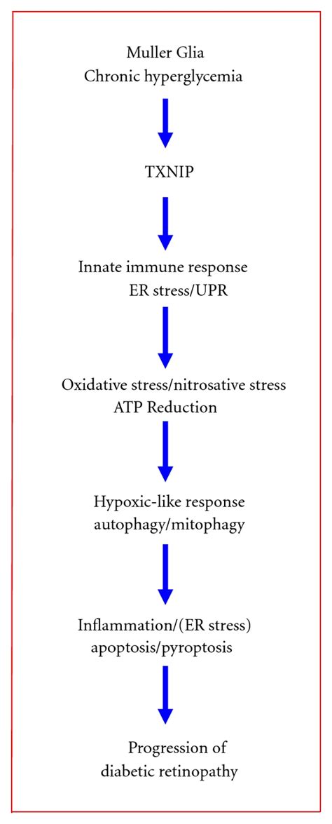 A Schematic Summary Of Potential Cellular Responses By Retinal Muller