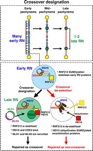 Diverse Roles For Cdk‐associated Activity During Spermatogenesis