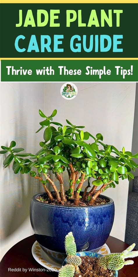 Jade Plant Care Guide Thrive With These Simple Tips Artofit