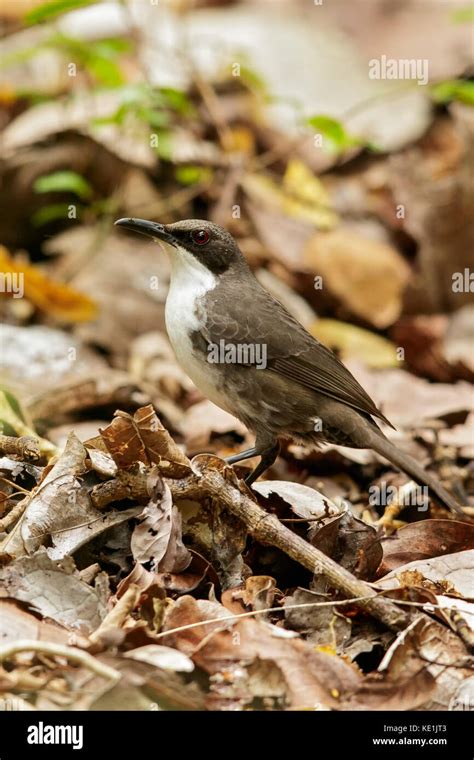 White Breasted Thrasher Ramphocinclus Brachyurus Perched On The