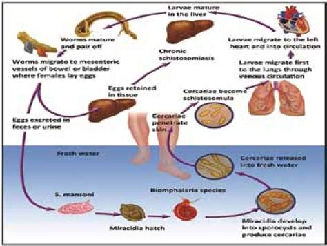 Schistosoma Mansoni Life Cycle