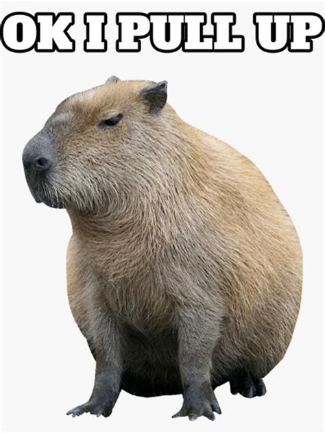 Meme Ok I Pull Up Capybara Funny Capybara Sticker For Sale By Jamauds