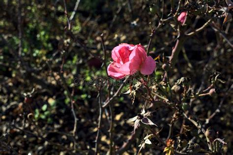 Rosas Rosas Rosas En Flor En Un Arbusto Visto De Cerca Imagen De