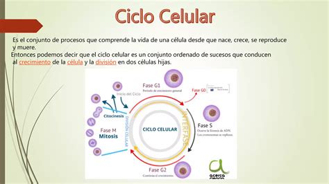 Ciclo Celular Mitosis PPT Descarga Gratuita