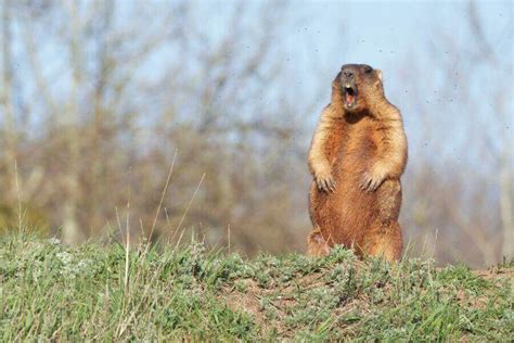 Marmot Vs. Beaver: 6 Key Differences Explained