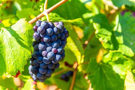 Bunch of burgundy grapes stock image. Image of ripe - 140504235