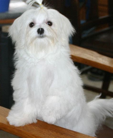 Grooming - Maltese Dogs Forum : Spoiled Maltese Forums