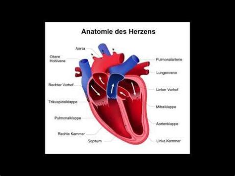 Herz Anatomie Zeichnen Koleksi Gambar