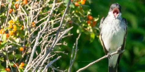 Do Birds Yawn [yes But What Do They Mean] Birdwatching Buzz