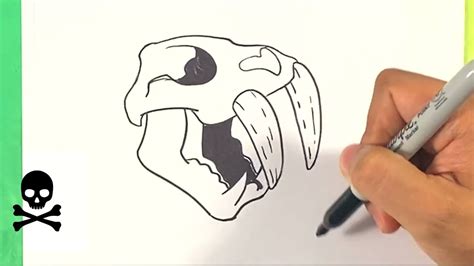 Saber Tooth Tiger Skull Drawing