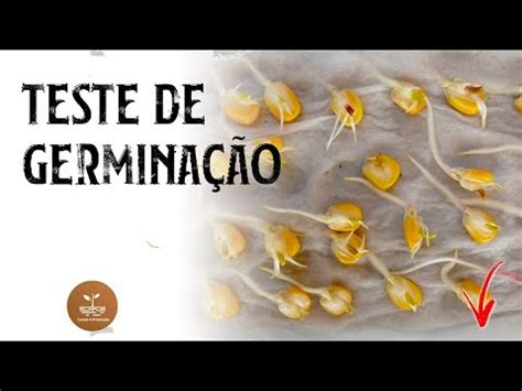 Teste De Germina O Qual A Taxa De Germina O Das Suas Sementes