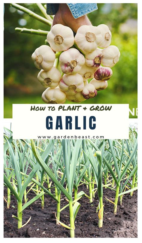 How To Grow Garlic Tips For Planting Growing Complete Guide Artofit