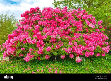 Huge bush of red Rhododendron flowers on green background Stock Photo ...