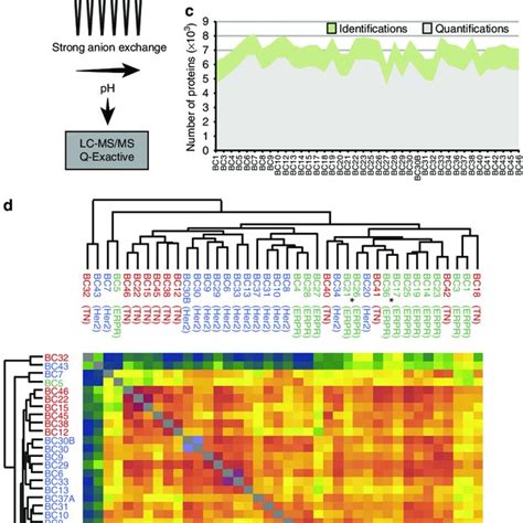 Super Silac Based Quantitative Proteomics Of Breast Cancer Clinical