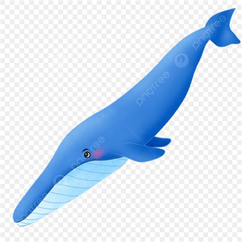 Beluga Whale Animated Clipart For Kids