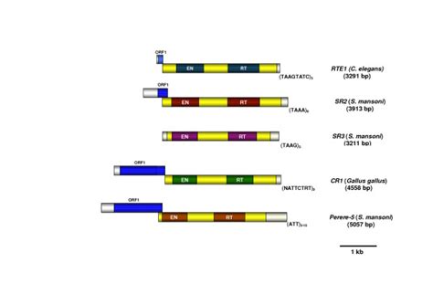 Schematic Representation Of The Structure Of Non Ltr Retrotransposons