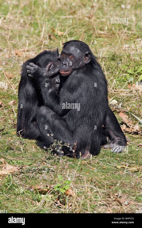 Pygmy Chimpanzee (Pan paniscus) - 2 animals grooming each other Stock ...