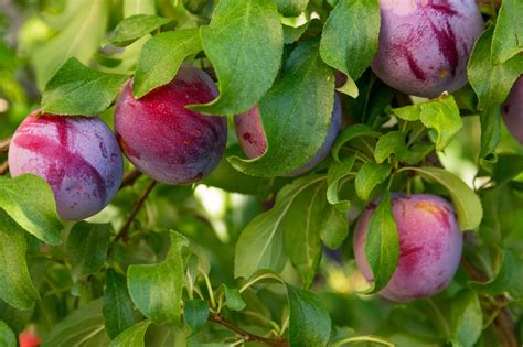 Fertilizer Requirements For Plums How To Fertilize A Plum Tree Gardening Know How