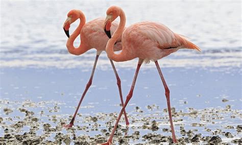 Dance Of The Flamingos The Flirty Birds Have 136 Moves To Lure A Mate