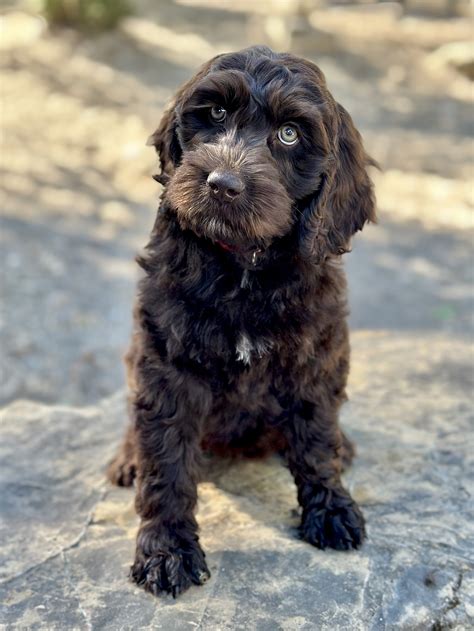 Puppies Available Now — Loveable Labradoodles