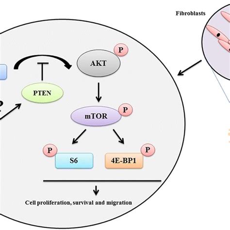 Western Blot Analysis Of A Pi3kaktmtor Pathway Components B