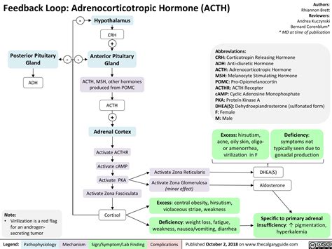 Feedback Loop: Adrenocorticotropic Hormone (ACTH) | Calgary Guide