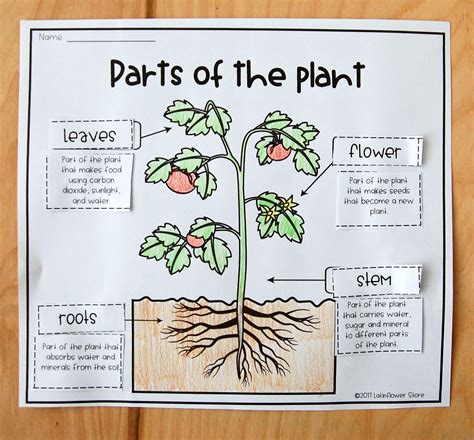 Parts Of A Plant Interactive Notebook Plant Adaptations Worksheets